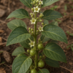 Ashwagandha: A Comprehensive Guide featured image