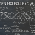 Collagen Supplementation: The Complete Scientific Guide to What Works, What Doesn’t, and What the Industry Doesn’t Want You to Know featured image