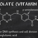 Folate (vitamin B9): the folate cycle, folic acid vs. methylfolate, and neural tube defect prevention featured image