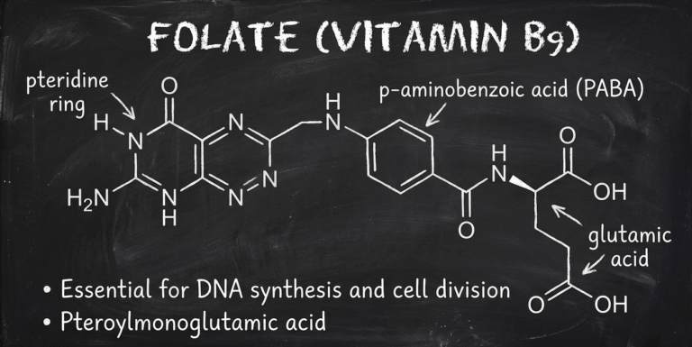 Folate (vitamin B9): the folate cycle, folic acid vs. methylfolate, and neural tube defect prevention featured image