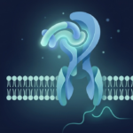 Insulin: What It Actually Does and Why It Matters More Than You Think featured image