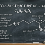 L-Lysine: an essential amino acid worth understanding featured image