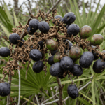 saw palmetto featured image